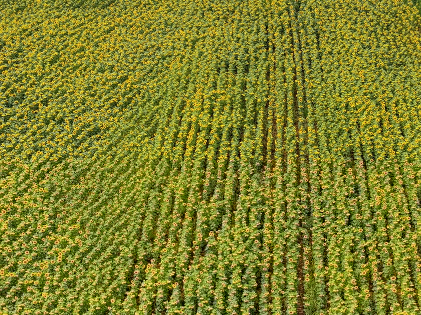 Pole słoneczników niedaleko Wrocławia