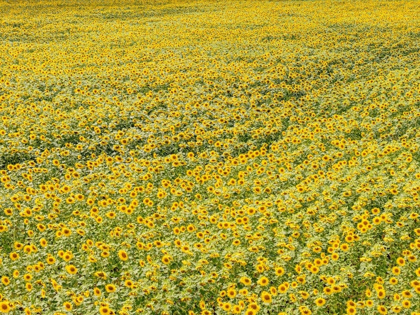 Pole słoneczników niedaleko Wrocławia