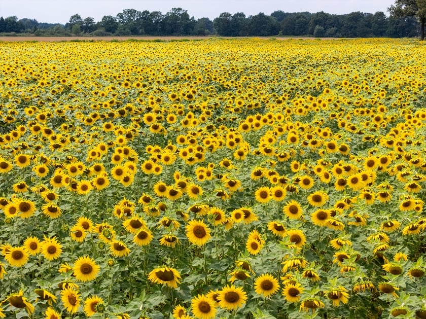 Pole słoneczników niedaleko Wrocławia