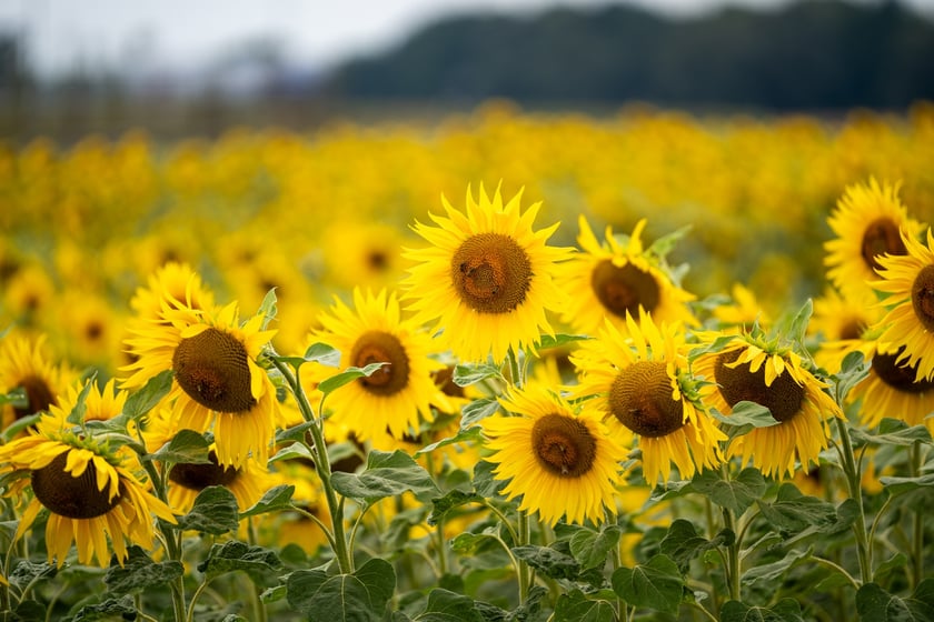 Pole słoneczników niedaleko Wrocławia