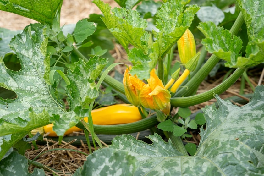 Miejska Farma Wrocławia