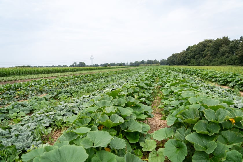 Miejska Farma Wrocławia