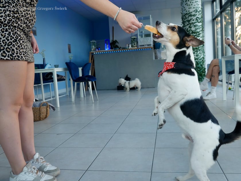 Psy w kawiarni Cake Dogs