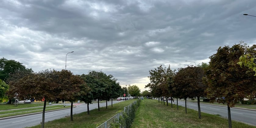 Będą nowe drzewa na&nbsp;al. Armii Krajowej