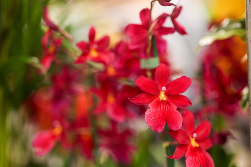 Festiwal Roślin we Wrocławiu - 28.09.2024