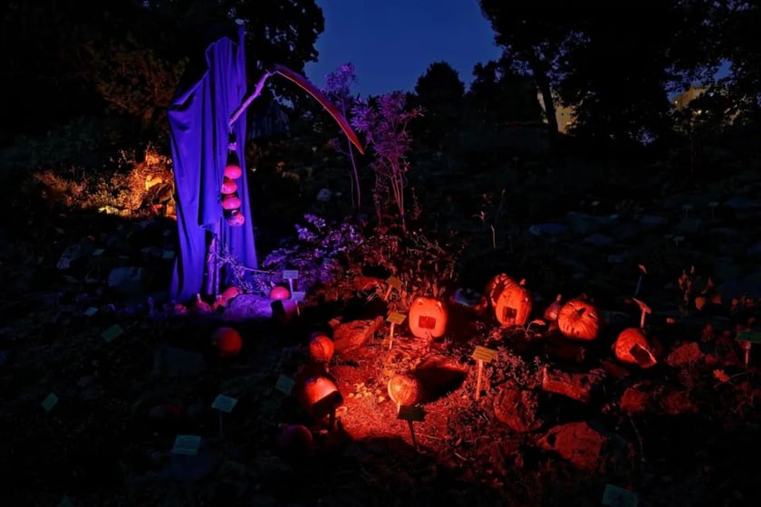 Dyniowe, wieczorne iluminacje w Ogrodzie Botanicznym