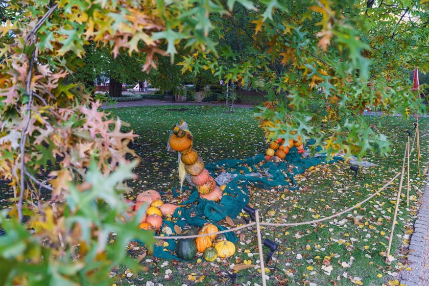 Dyniowe iluminacje w Ogrodzie Botanicznym we Wrocławiu