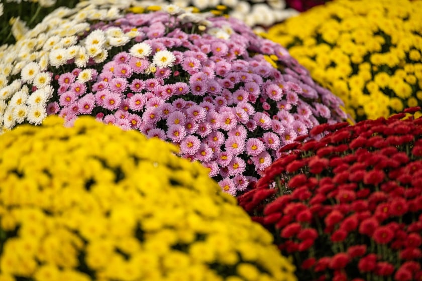 Przygotowania do Wszystkich Świętych na cmentarzu Osobowickim - 27.10.2024