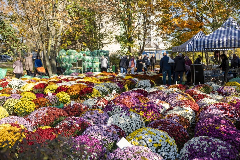 Tłumy na wrocławskich nekropoliach. Zobaczcie zdjęcia, 1 listopada 2024