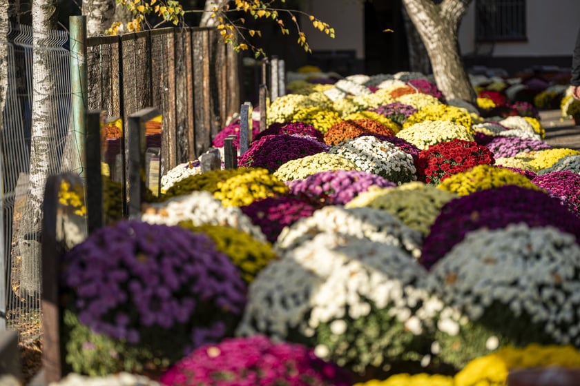 Tłumy na wrocławskich nekropoliach. Zobaczcie zdjęcia, 1 listopada 2024