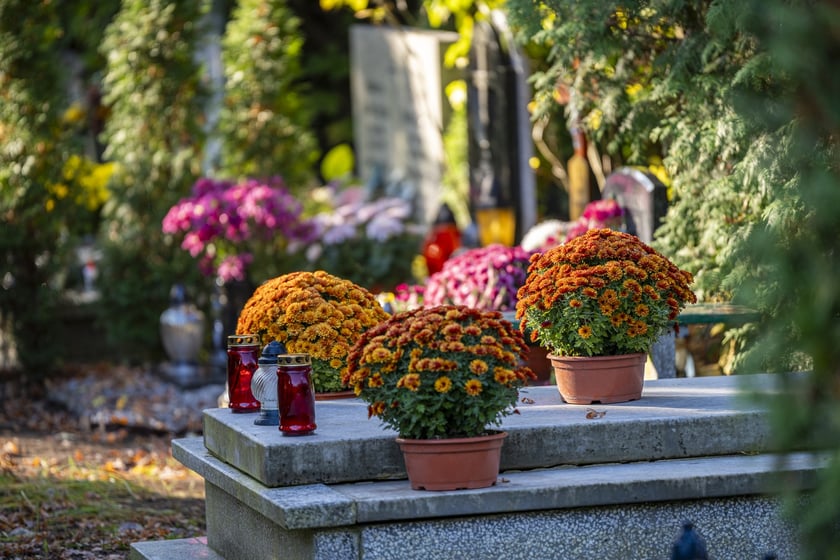 Tłumy na wrocławskich nekropoliach. Zobaczcie zdjęcia, 1 listopada 2024