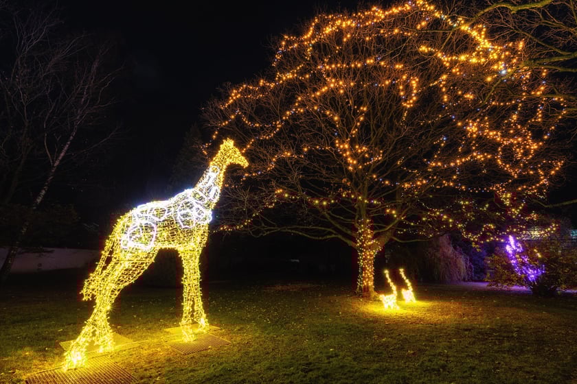 Iluminacja z żyrafą. Ogrody Światła w Palmiarni w Wałbrzychu
