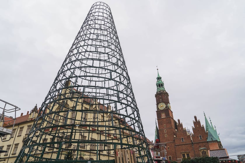 Montaż nowej choinki w Rynku we Wrocławiu - zdjęcia z 19.11.2024