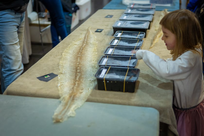 Targi terrarystyczne na Tarczyński Arenie (8 grudnia 2024 roku)