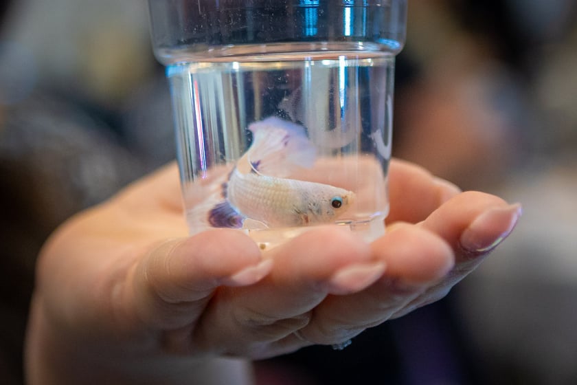 Targi terrarystyczne na Tarczyński Arenie (8 grudnia 2024 roku)