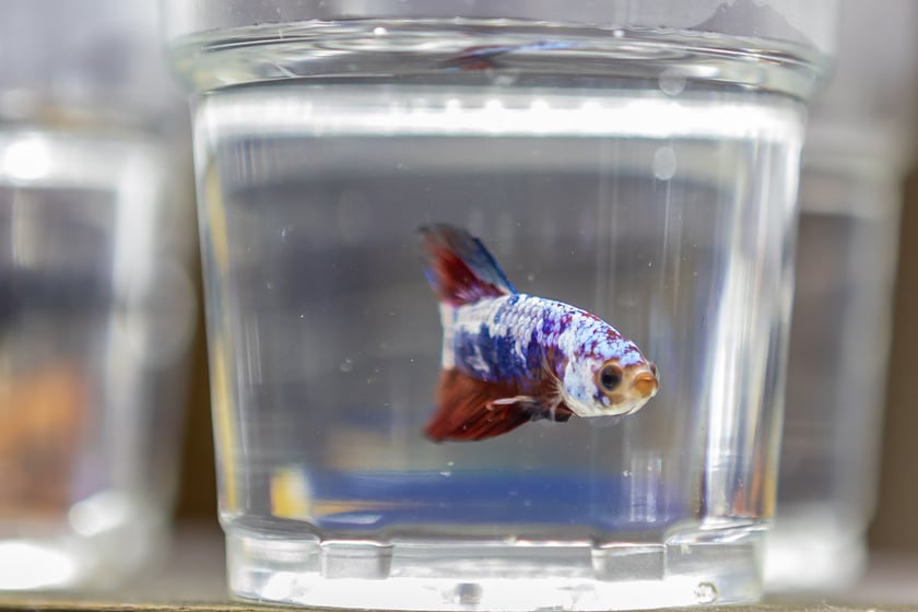 Targi terrarystyczne na Tarczyński Arenie (8 grudnia 2024 roku)