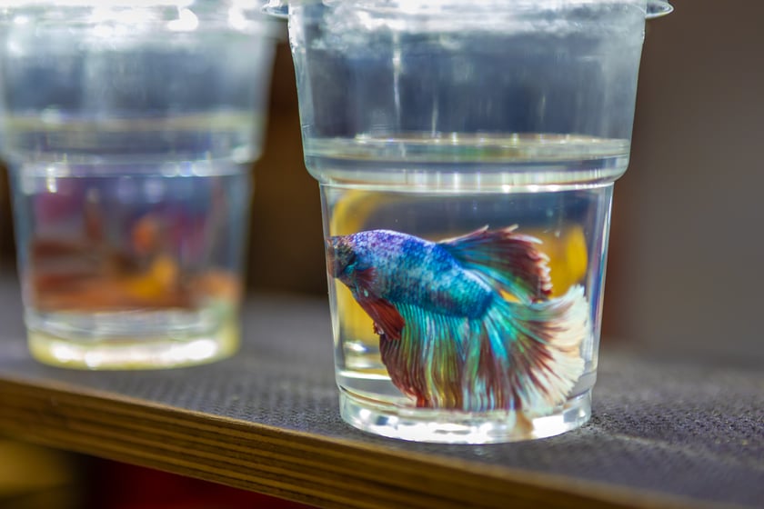 Targi terrarystyczne na Tarczyński Arenie (8 grudnia 2024 roku)