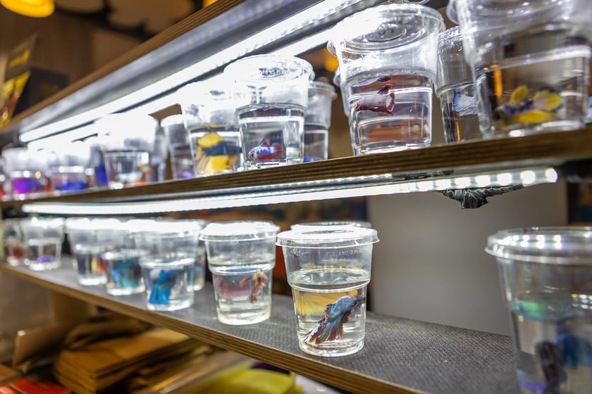 Targi terrarystyczne na Tarczyński Arenie (8 grudnia 2024 roku)