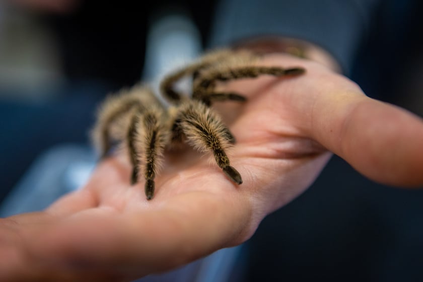 Targi terrarystyczne na Tarczyński Arenie (8 grudnia 2024 roku)