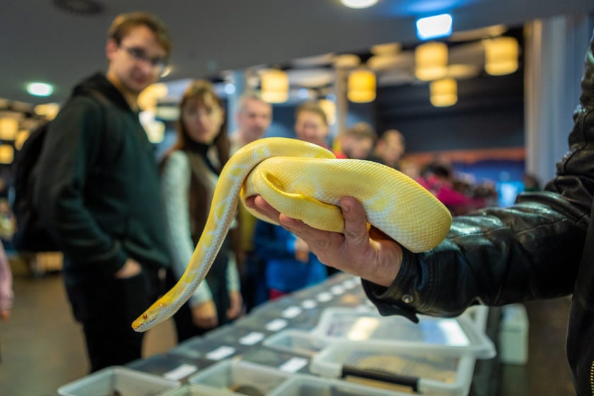 Targi terrarystyczne na Tarczyński Arenie (8 grudnia 2024 roku)