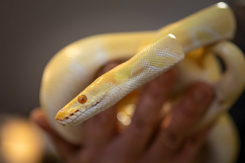 Targi terrarystyczne na Tarczyński Arenie (8 grudnia 2024 roku)