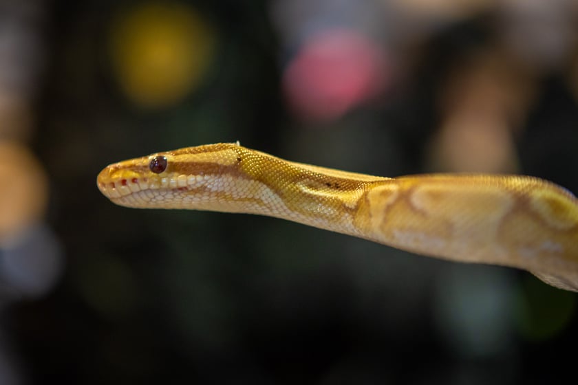 Targi terrarystyczne na Tarczyński Arenie (8 grudnia 2024 roku)