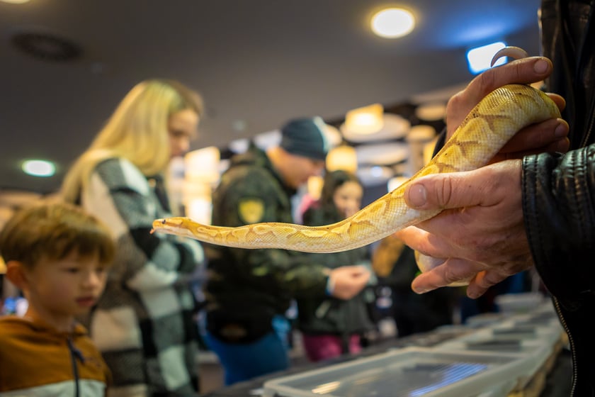 Targi terrarystyczne na Tarczyński Arenie (8 grudnia 2024 roku)