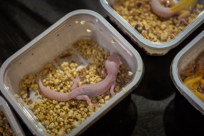 Targi terrarystyczne na Tarczyński Arenie (8 grudnia 2024 roku)