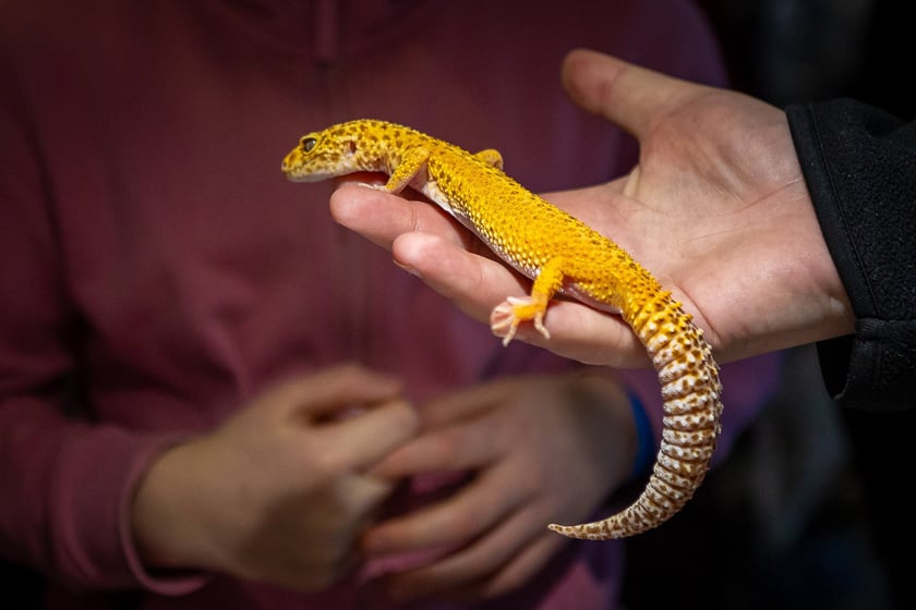 Targi terrarystyczne na Tarczyński Arenie (8 grudnia 2024 roku)