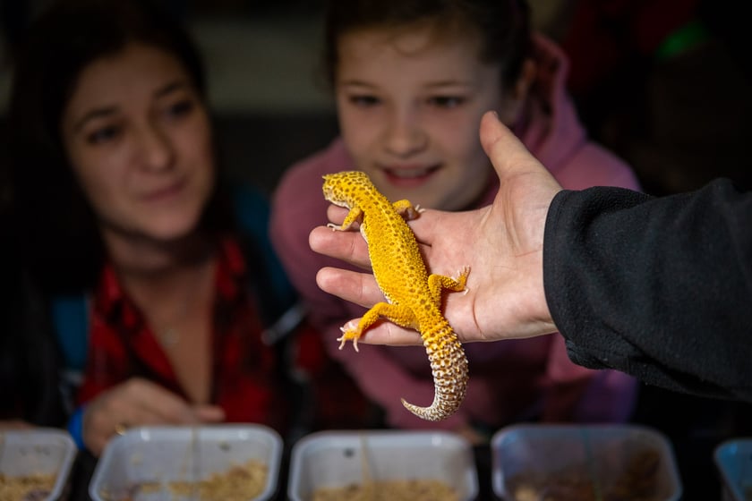 Targi terrarystyczne na Tarczyński Arenie (8 grudnia 2024 roku)