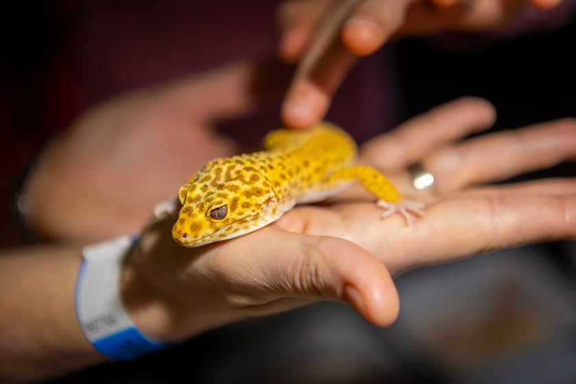 Targi terrarystyczne na Tarczyński Arenie (8 grudnia 2024 roku)