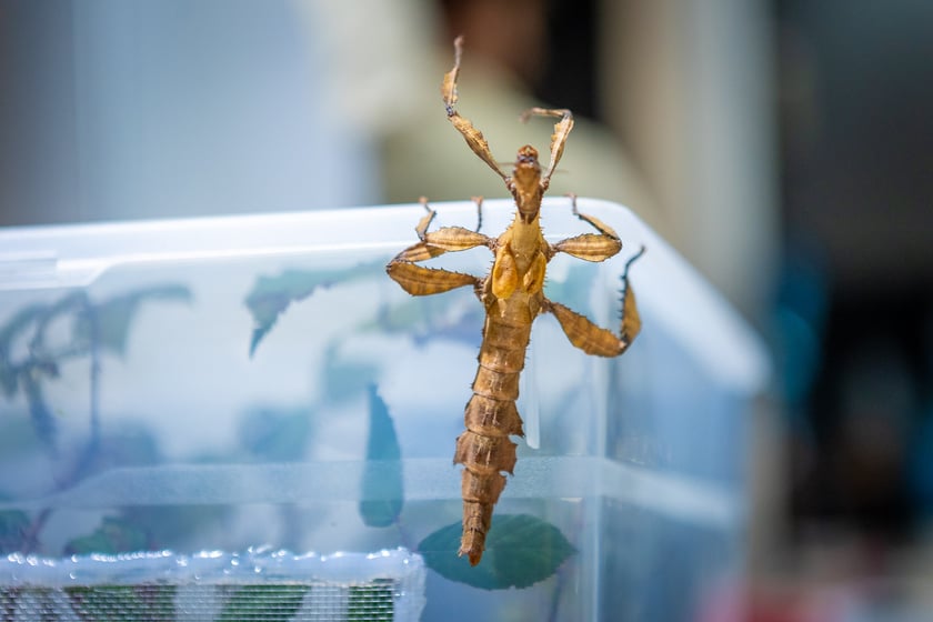 Targi terrarystyczne na Tarczyński Arenie (8 grudnia 2024 roku)