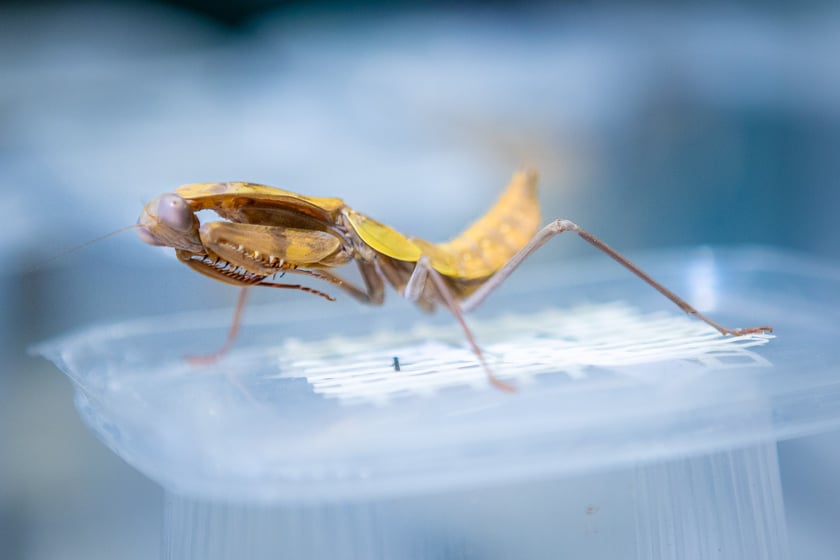 Targi terrarystyczne na Tarczyński Arenie (8 grudnia 2024 roku)