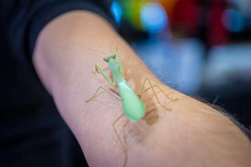 Targi terrarystyczne na Tarczyński Arenie (8 grudnia 2024 roku)