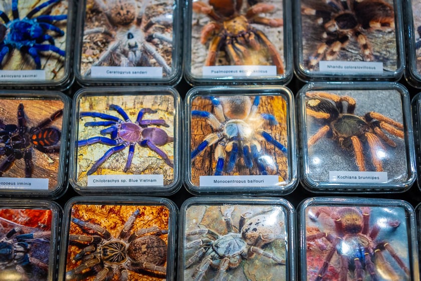 Targi terrarystyczne na Tarczyński Arenie (8 grudnia 2024 roku)