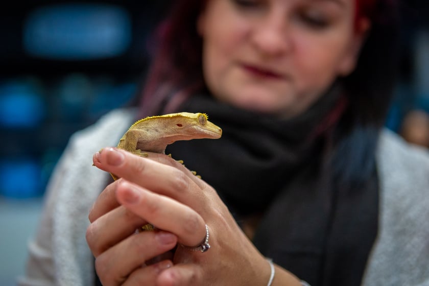 Targi terrarystyczne na Tarczyński Arenie (8 grudnia 2024 roku)