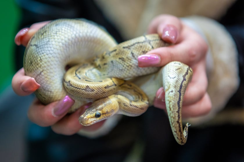 Targi terrarystyczne na Tarczyński Arenie (8 grudnia 2024 roku)
