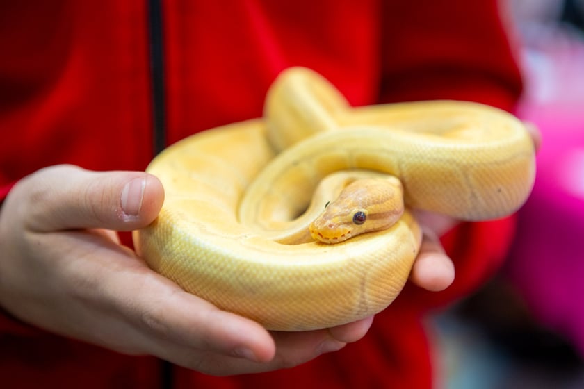 Targi terrarystyczne na Tarczyński Arenie (8 grudnia 2024 roku)