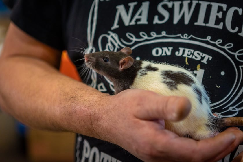 Targi terrarystyczne na Tarczyński Arenie (8 grudnia 2024 roku)