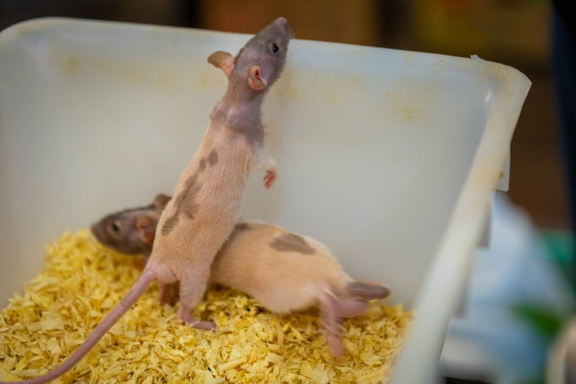 Targi terrarystyczne na Tarczyński Arenie (8 grudnia 2024 roku)