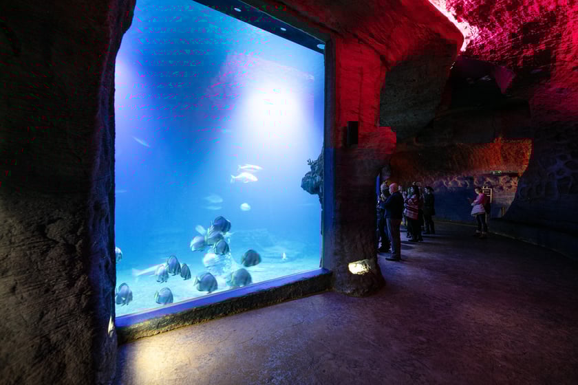 W Tunelu Mozambickim wrocławskiego Afrykarium można spędzić noc. Najpierw oprowadzają nas edukatorzy, potem śpimy "na dnie oceanu". Rano budzi nas hipopotam.