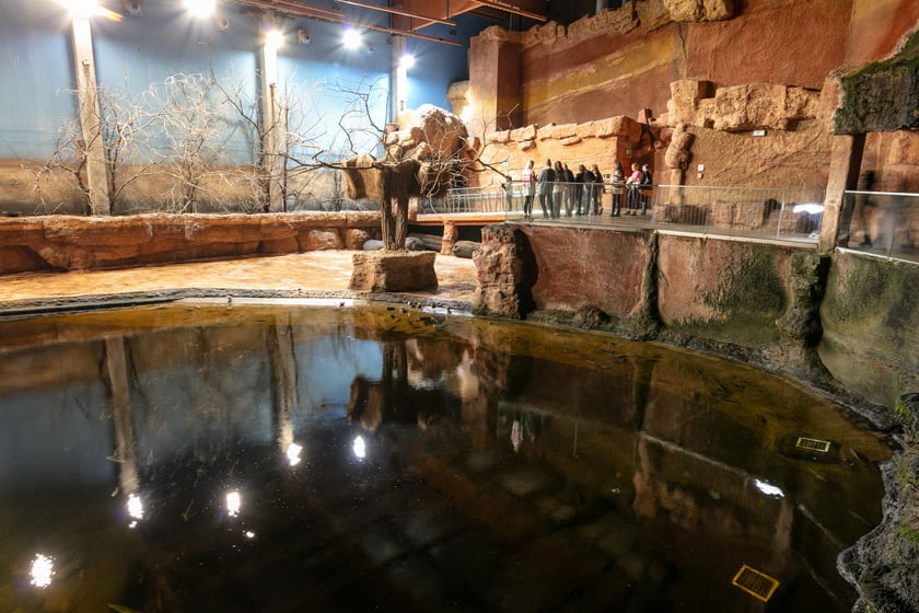 W Tunelu Mozambickim wrocławskiego Afrykarium można spędzić noc. Najpierw oprowadzają nas edukatorzy, potem śpimy "na dnie oceanu". Rano budzi nas hipopotam.