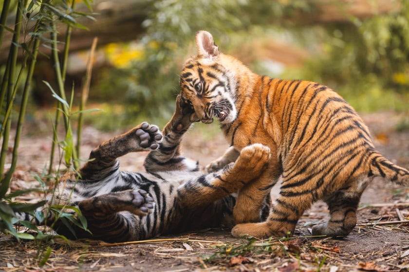 Tygryski z zoo Wrocław. Maluchy na wybiegu