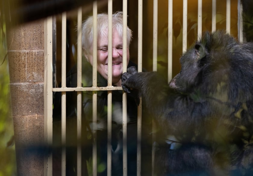 Elżbieta Gajewska, niezwykła opiekunka szympans&oacute;w z wrocławskiego zoo