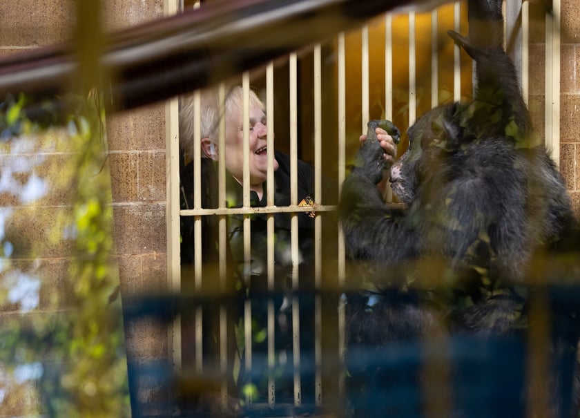 Elżbieta Gajewska, niezwykła opiekunka szympans&oacute;w z wrocławskiego zoo
