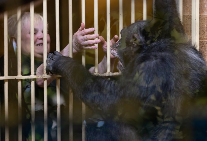 Elżbieta Gajewska, niezwykła opiekunka szympans&oacute;w z wrocławskiego zoo