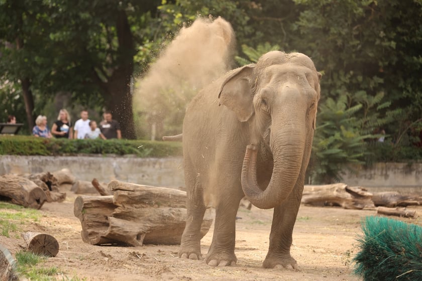 Ależ upał! Trzeba się dobrze posypać piachem