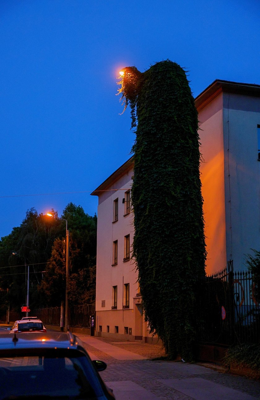 Obrośnięta bluszczem "latarnia grozy" przy ul. Sienkiewicza