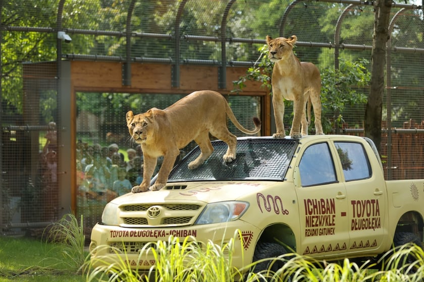 Otwarcie nowej lwiarni w ZOO Wrocław