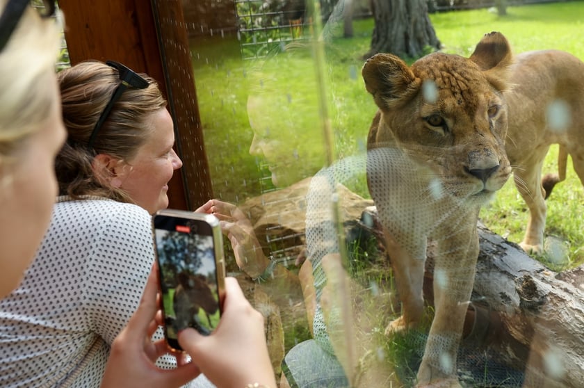 Otwarcie nowej lwiarni w ZOO Wrocław